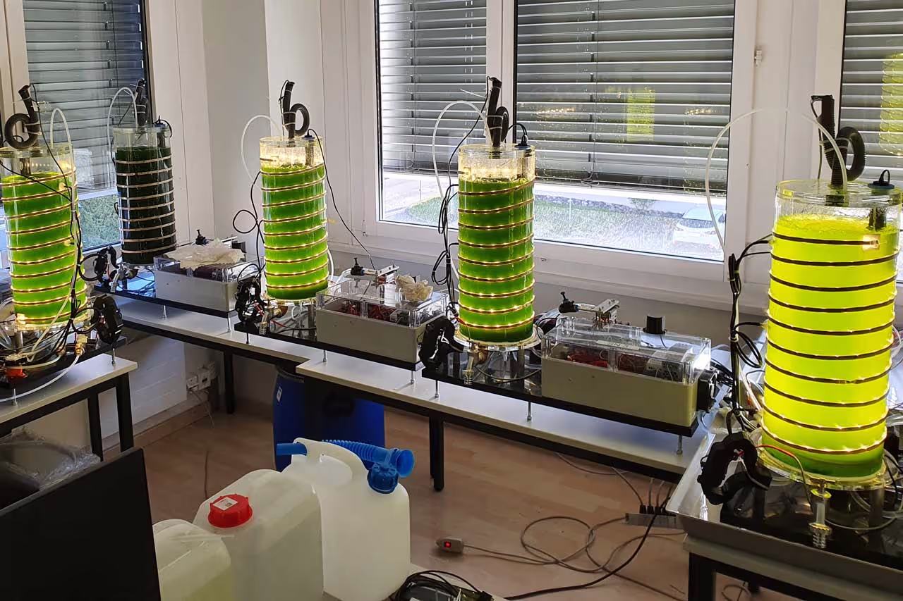 HSLU’s simple tubular photobioreactor design (credit Mirko Kleingries)