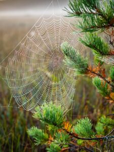 Can biodiversity inspire innovation