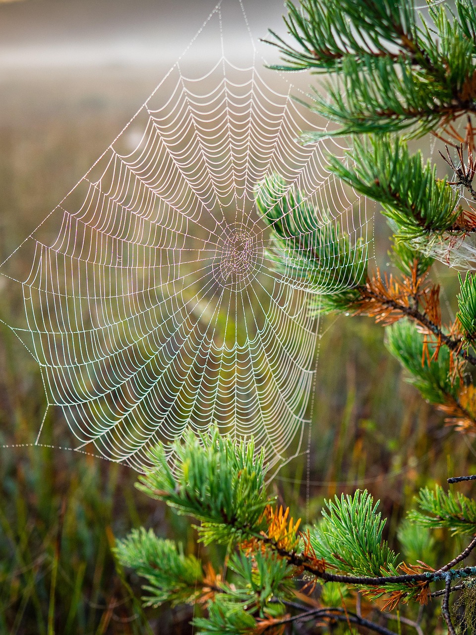 cobweb-4445324_1280 Can biodiversity inspire innovation