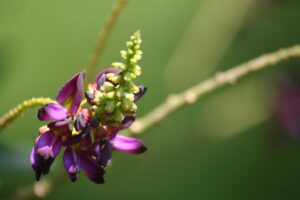 Zuduz offers potential for sustainable packaging