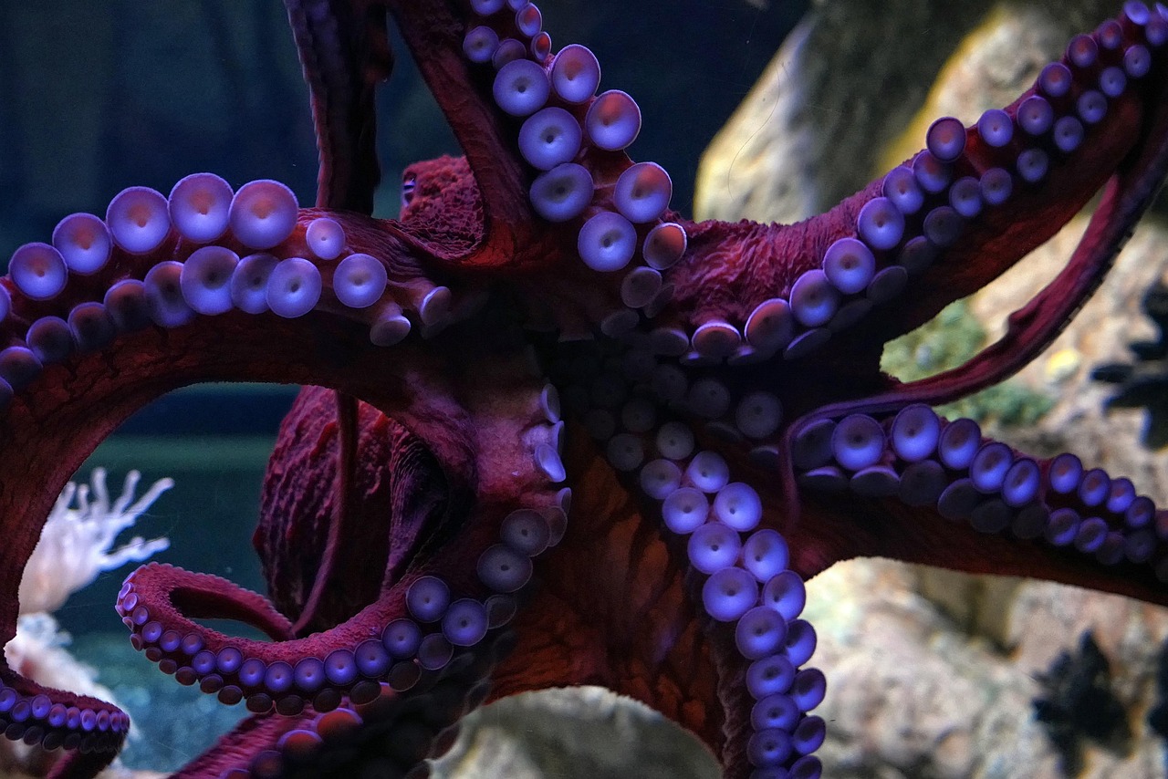 octopus-7113989_1280 biodiversity inspires innovation